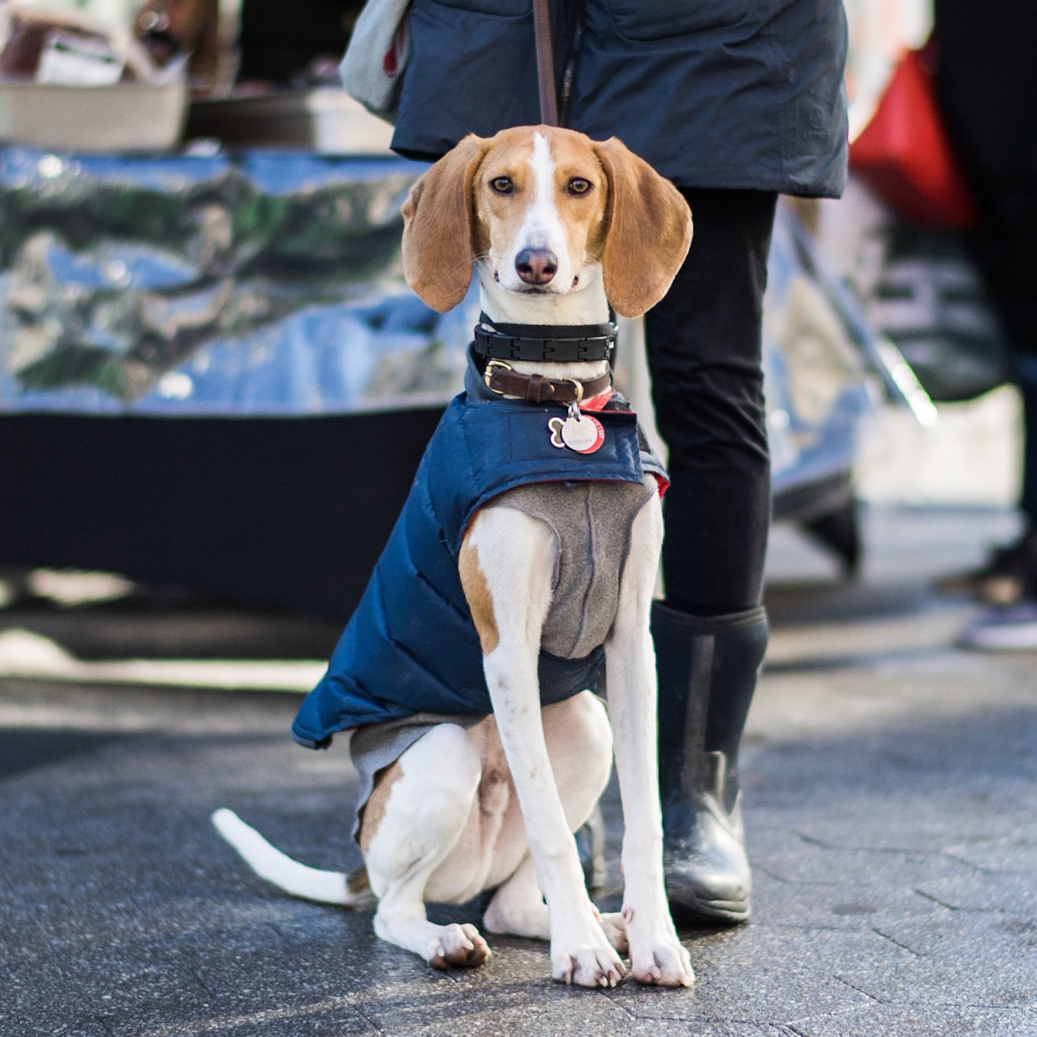 Whippet deals hound mix