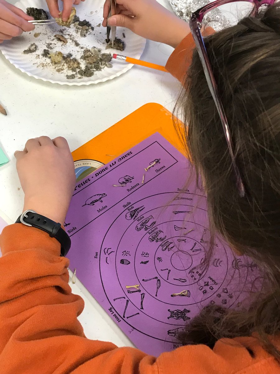 Dissecting bones and identification #ibdenton