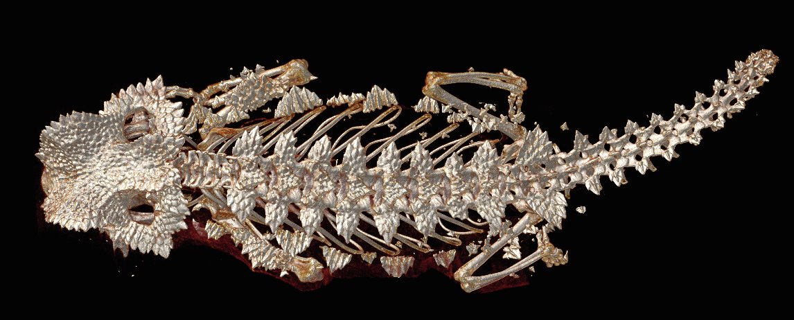 Fishguy_FHL's tweet photo. One of the coolest fishes...Chris Anderson is here scanning chameleons.

Brookesia perarmata from Madagascar.

@dadriaens @AMLuger https://t.co/MUMQcMD98E