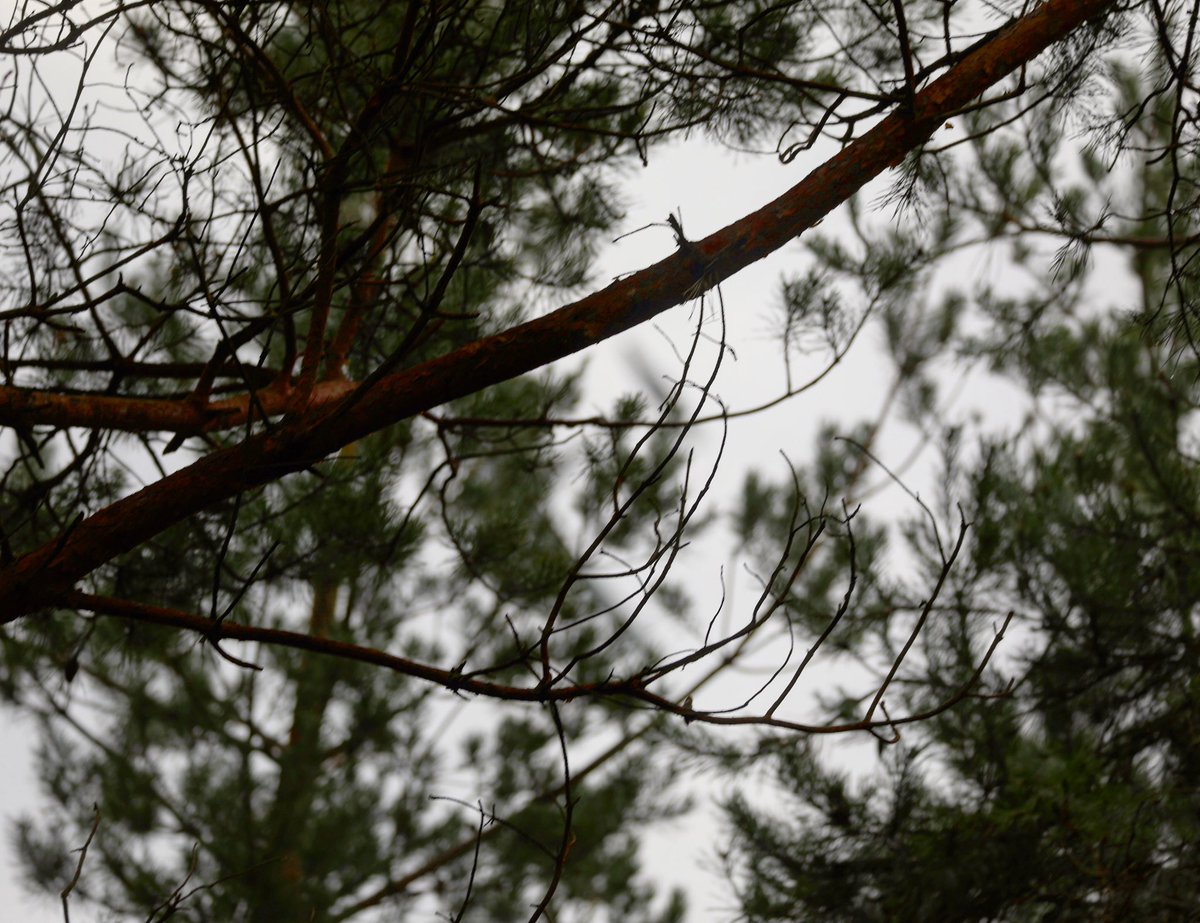SunsetChrissi's tweet photo. —
Hidden Animal, Jan. 2018
(Have Fantasy and look to the Right)
—
#photography #fotografie #landscapephotography #landscape #nature #naturephotography #trees #plants #hiddenanimal https://t.co/J2eGuyY86D