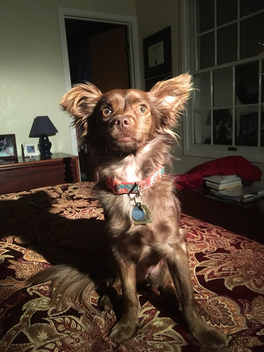 jazz_spazzz's tweet photo. “She is beauty, she is grace
She will lick you in your face.”- @mayo_krish https://t.co/3bLD6OTfhA
