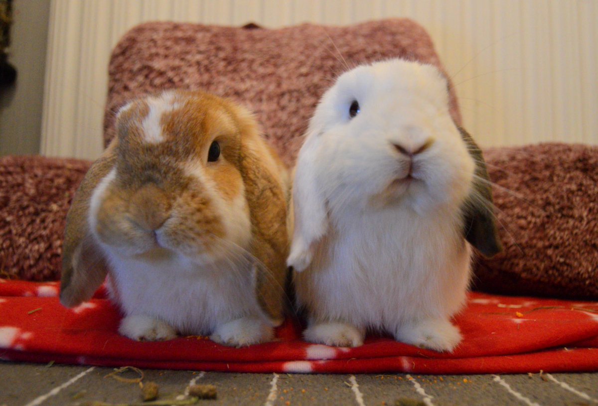 ollieandermie's tweet photo. Ollie: Why do we have to pose in front of this big camera all the time? 😒
Ermie: Oh just smile at it. At least she gives us treats as she takes pictures! 😏 https://t.co/nw7Lo6JrMw