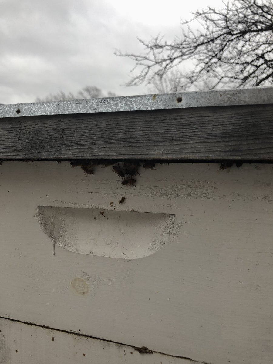 MSUBaileyBees's tweet photo. Happy day!! The girls are out cleansing this afternoon so we fed them pollen patties and wrapped them in tar paper. Even suffered a couple stings! Who would’ve thought- bee stings in January! https://t.co/NjdjYvIAo9