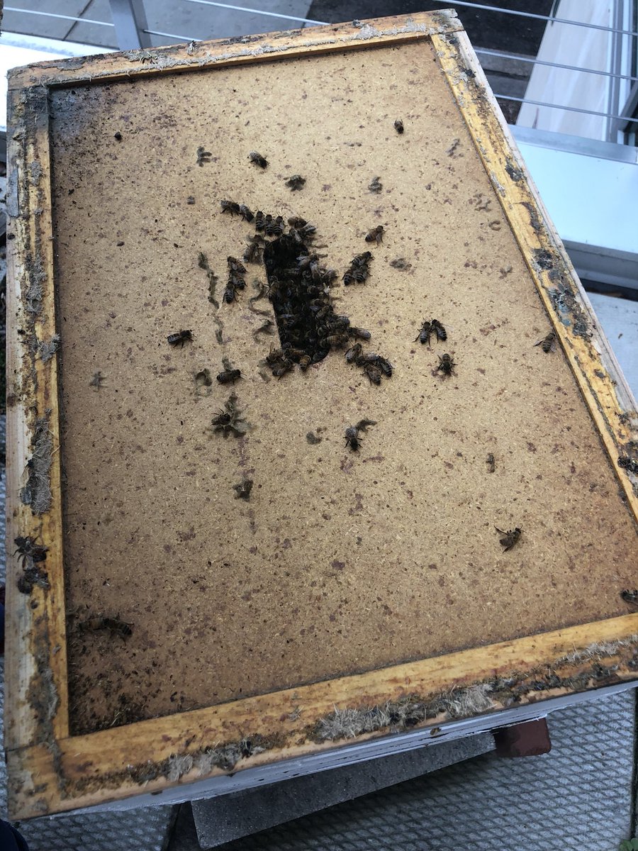 MSUBaileyBees's tweet photo. Happy day!! The girls are out cleansing this afternoon so we fed them pollen patties and wrapped them in tar paper. Even suffered a couple stings! Who would’ve thought- bee stings in January! https://t.co/NjdjYvIAo9