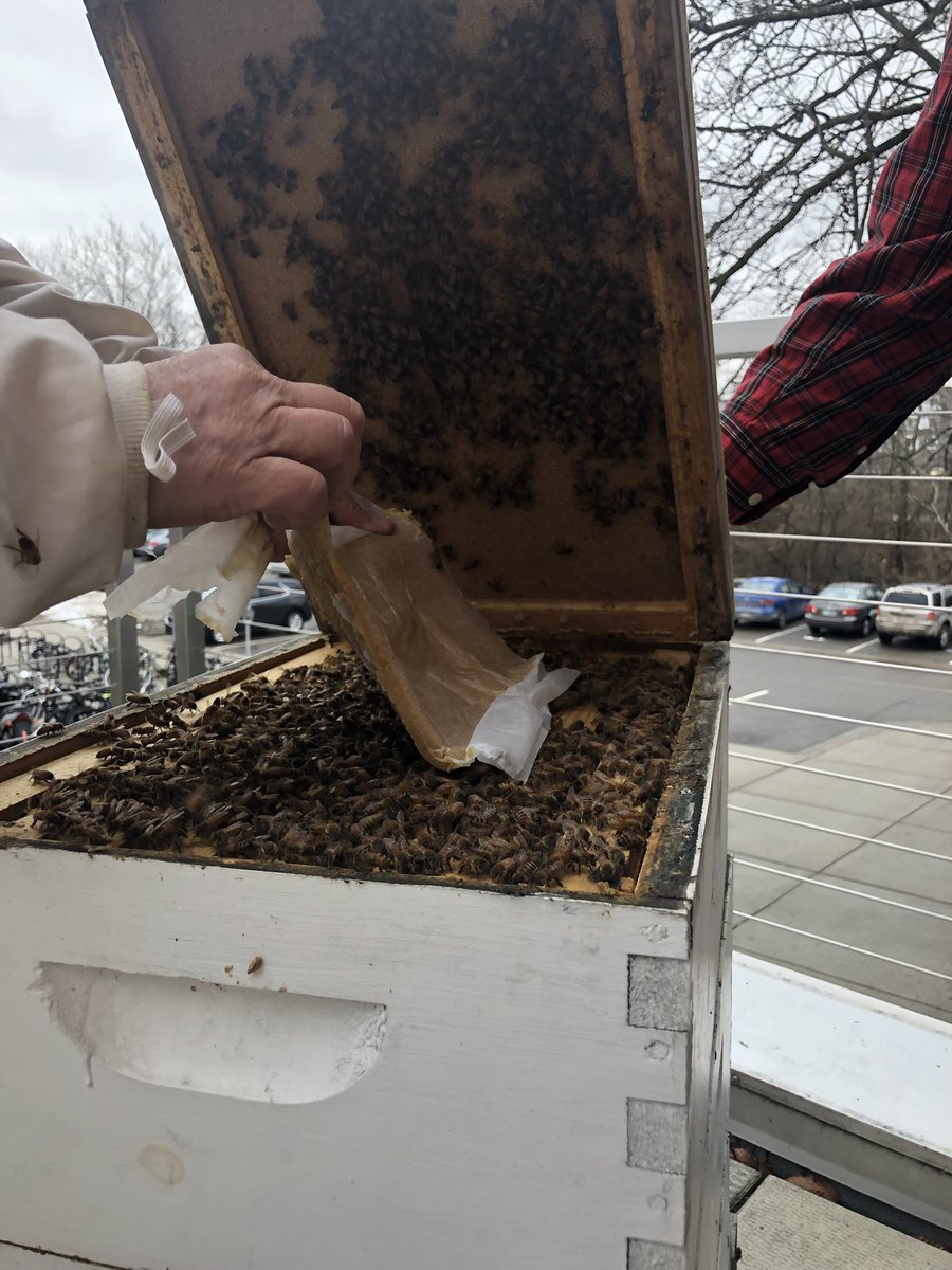 MSUBaileyBees's tweet photo. Happy day!! The girls are out cleansing this afternoon so we fed them pollen patties and wrapped them in tar paper. Even suffered a couple stings! Who would’ve thought- bee stings in January! https://t.co/NjdjYvIAo9
