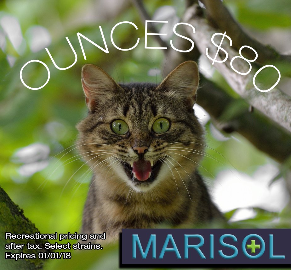 MarisolGardens's tweet image. Outdoor bud $80/OZ!! 😺 😺 😺 #420cat #catnip #niphead