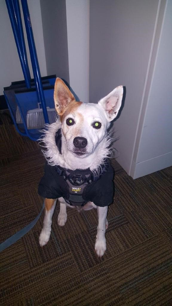 TheBridgeHRC's tweet image. Cujo is ready for the colder temps and thankful for lots of warm blankies and this awesome coat. #BridgeHRC