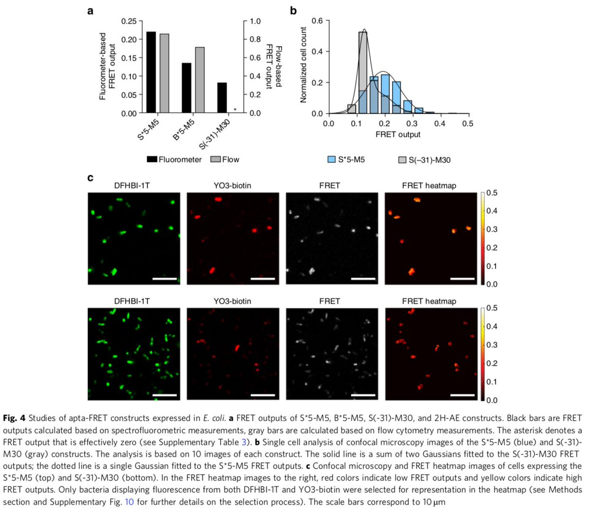 gdubeaux's tweet photo. Development of a genetically encodable #FRET system using fluorescent RNA #aptamers: they clearly represent the future of ratiometric sensors for real-time studies in #CellBiology and #SyntheticBiology! Published in @NatureComms #GDJournalClub https://t.co/EfcF423IAv https://t.co/3nnVMvZgMu