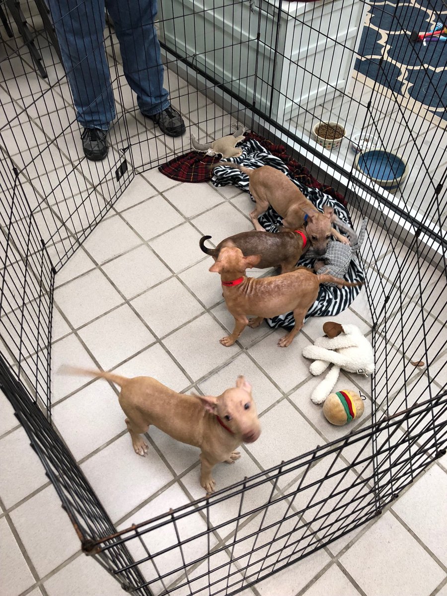 jenepsteinfox13's tweet image. Where are all my animal lovers?! Only one of these puppies were adopted so far today. Nick, Merry, and Noel are still looking for their forever homes. @HumaneTampaBay @FOX13News