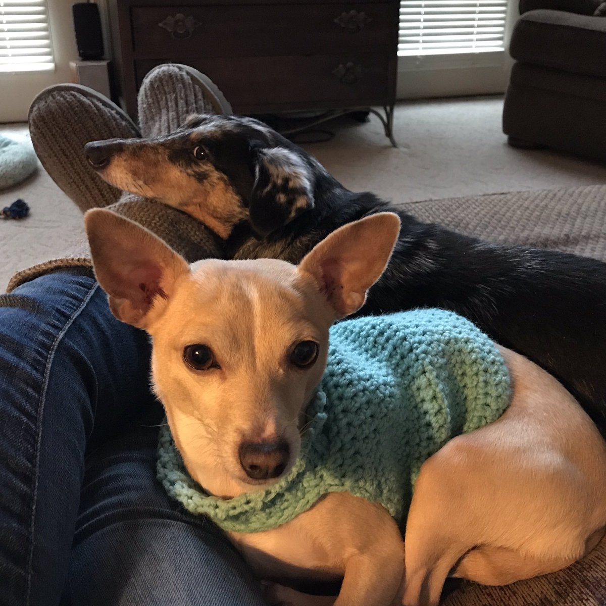 marcie_lilly's tweet photo. We ❤️to snuggle! #dogsoftwitter #ThursdayThoughts #adoptable #AdoptADog #adoptdontshop #fosterdogs #fosterpup #Chihuahua #dachshund @dogandpuplovers @dogcelebration #bondedpair #BFF #bffgoals https://t.co/WCF9pw5itm