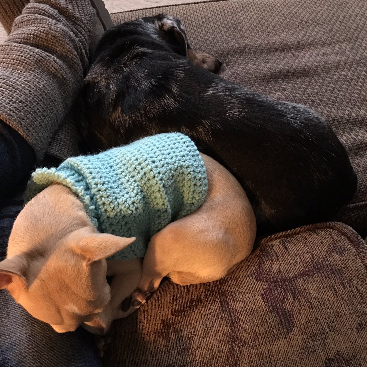 marcie_lilly's tweet photo. We ❤️to snuggle! #dogsoftwitter #ThursdayThoughts #adoptable #AdoptADog #adoptdontshop #fosterdogs #fosterpup #Chihuahua #dachshund @dogandpuplovers @dogcelebration #bondedpair #BFF #bffgoals https://t.co/WCF9pw5itm