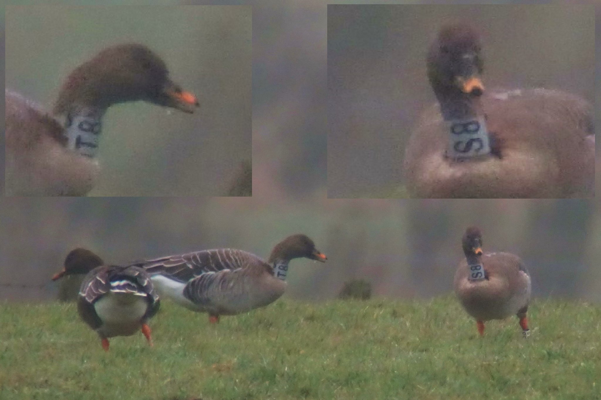 Kris Gibb on Twitter "Great to see the Slamannan Taiga Bean Geese