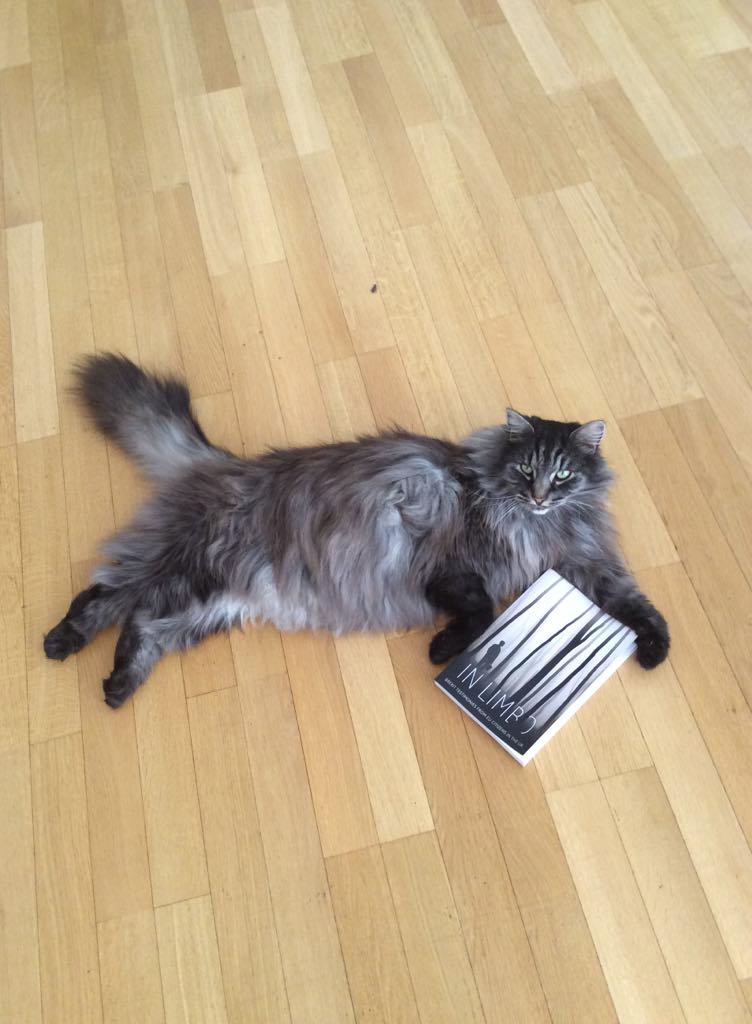 MadeleinaKay's tweet photo. #BigCats with #BigBrains read #BigBooks like @InLimboBrexit 
😻😼😻
This #CatofTwitter calling for a #Whiskerendum on the final #brexit #deal 
#StopBrexit #FBPE https://t.co/UC2EKMwNCn