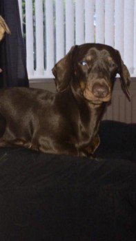 millypod1's tweet photo. 🆘BUDDY #Lost #ScanMe #SausageArmy
Brown MIN Dachshund Male
Park between The Lonnen & Sunderland Road
#SouthShields Cleadon Park #NE34 POSS SEEN The Dell
#NE32 #NE33 #NE35 #NE36 #SR5 #SR6
https://t.co/ZgitdDIg1F https://t.co/p4F5LwXc8Q