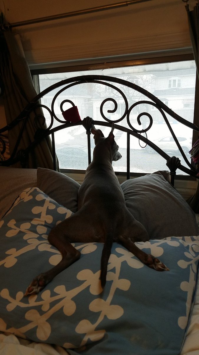 Smintytv's tweet photo. Optimum neighborhood cat bully vantage point. #iggy #smokey #catbully https://t.co/kvFW3z8owz