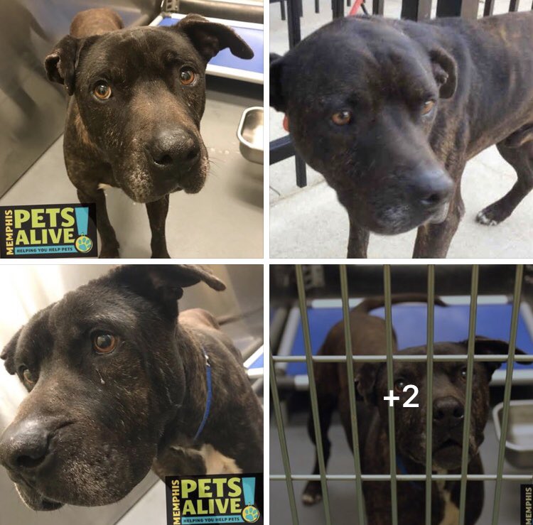 reddogsusie's tweet photo. #TN #MEMPHIS
๐๐LAST DAY!! 4yo Male hw+ desperately needs a hero to save his life now! TO BE KILLED TOMO 1/12 pls #RESCUE #ADOPT #PLEDGE #FOSTER HELP๐๐ป
https://t.co/RrRS5PhWdg https://t.co/4YyG9OCQrs