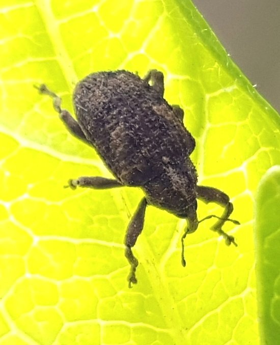 ozalba's tweet image. Wasn't sure what this was when I found it in the bathroom, until it unfurled its sniffing tackle. Now I know that weevils tuck their gear away when they snooze. #sampleofone cc @InvertoPhiles