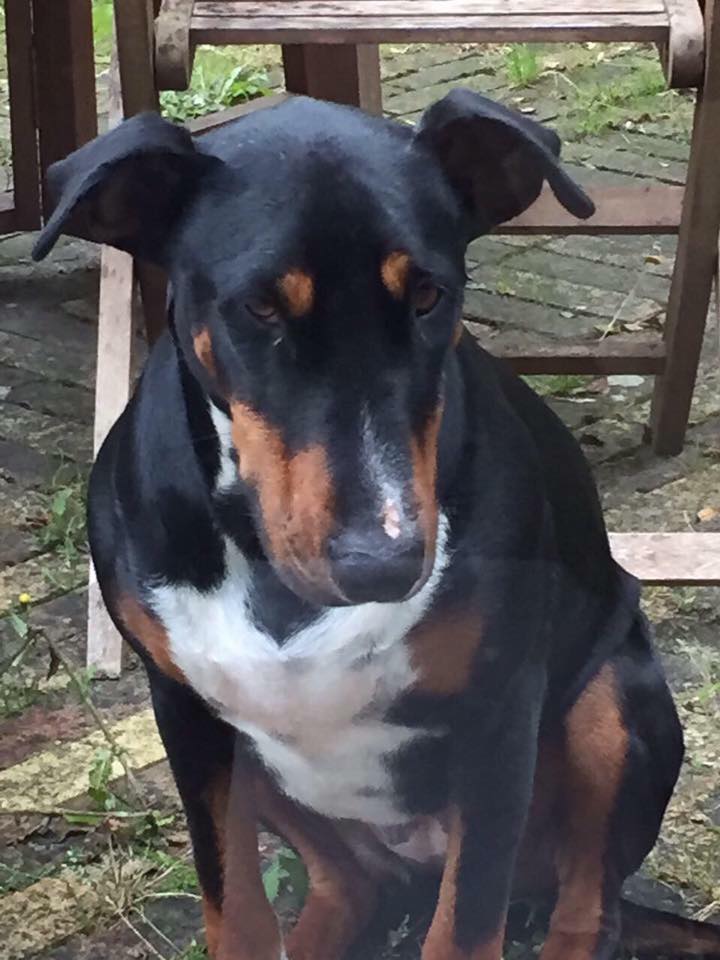 🙏Plz keep a look👀out4 &amp; PlzRT4  <a href="/Woof4Nina/">Nina's Auntie Verena</a> <a href="/pipthered/">Pip Pritchard</a> <a href="/FindingNina2/">Finding Nina</a> long time missing bubba 💔