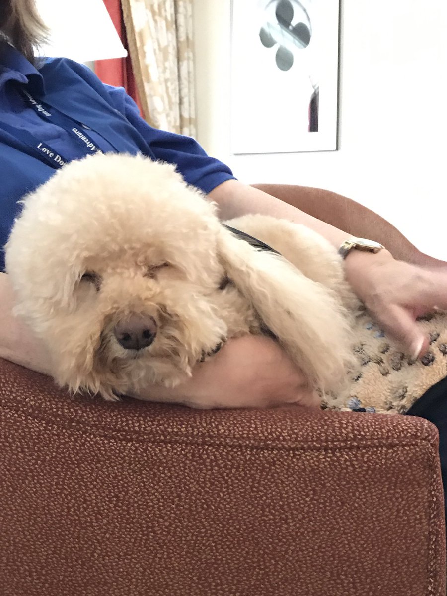 Our meeting suite is a great place to Paws &amp; Recharge today with some of Vegas' cutest therapy dogs 🐶 
#CES2018