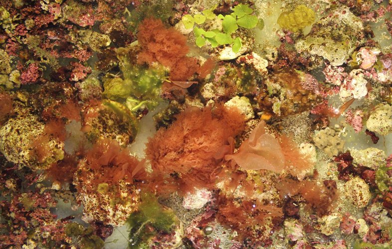 Ecstatic that our NSF DEB Systematics grant on rhodoliths has been recommended for funding!