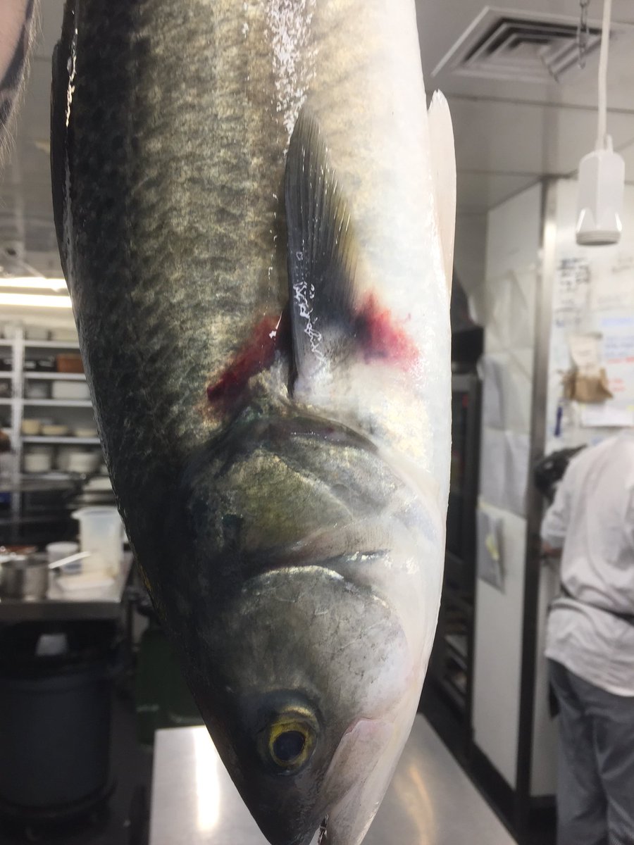 MacLean Fraser tweet media