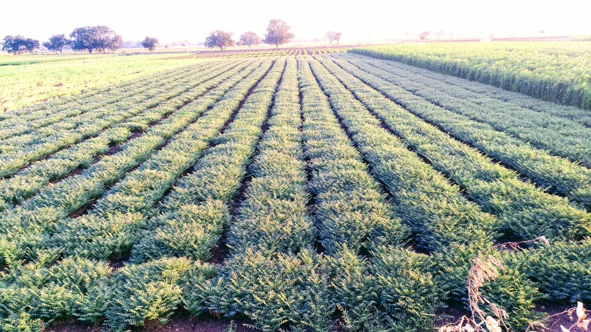 kishor743's tweet photo. #FarmersAreHappy to seeing #ConventionalCrop (#BengalGram) taken under #DripIrrigation at #RamthalProject, #Karnataka given more yield as compared to traditional irrigation methods. @JainIrrigation #MoreCropPerDrop #Farmers #Irrigation #Automation #Fertigation #transformingLives https://t.co/NdPRxZ0N3S