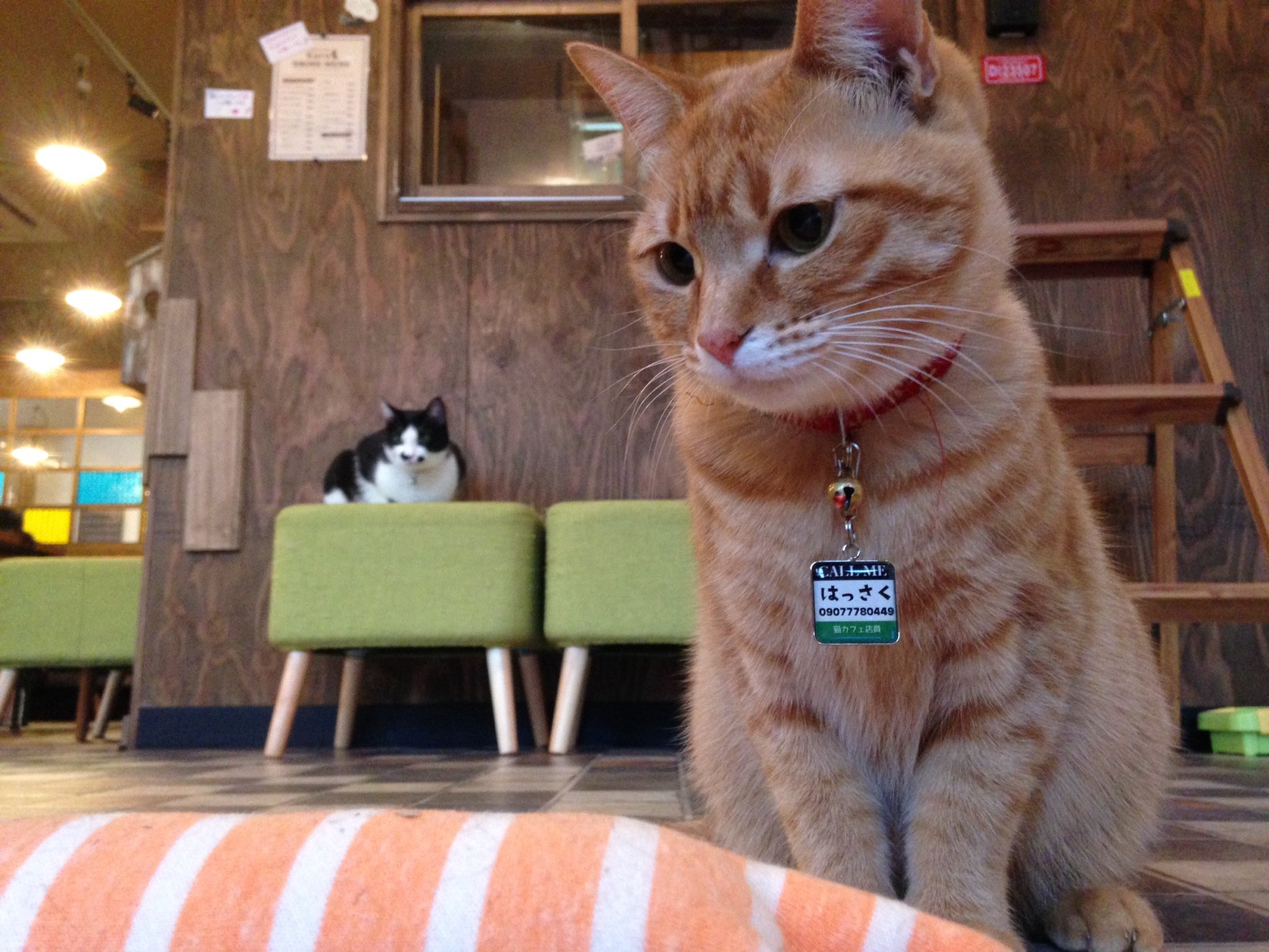 猫カフェkuro 暖かい部屋で猫と戯れてみませんか 悪天候ですので気をつけてお越しください 猫カフェ 皆生温泉 米子 T Co Cg1ffxii5g Twitter 猫カフェkuro 暖かい部屋で猫と戯れてみませんか 悪天候ですので気をつけてお越しください 猫カフェ 皆生温泉 米子 T Co Cg1ffxii5g Twitter