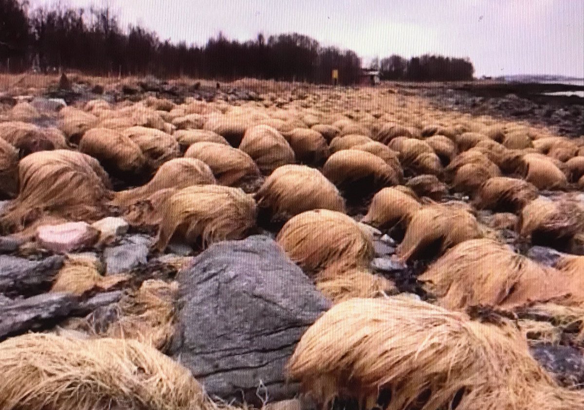 Trump loves Norway because we grow his hair.