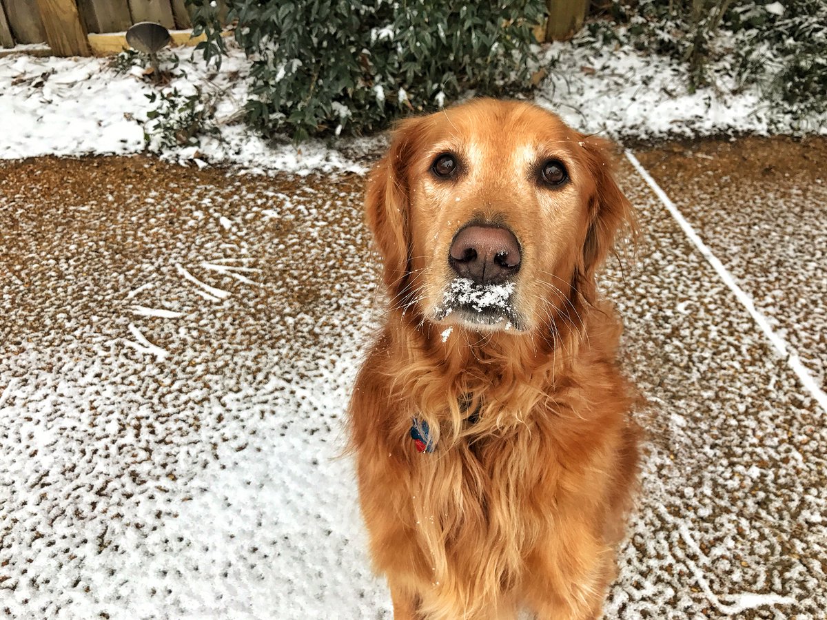MemphoNewsLady's tweet image. This week last year: #RipleyBean &amp;amp; the Memphis area #GotSnow!
❄️❄️❄️❄️❄️❄️❄️
A light dusting that quickly melted. #tbt #memwx #memsnow