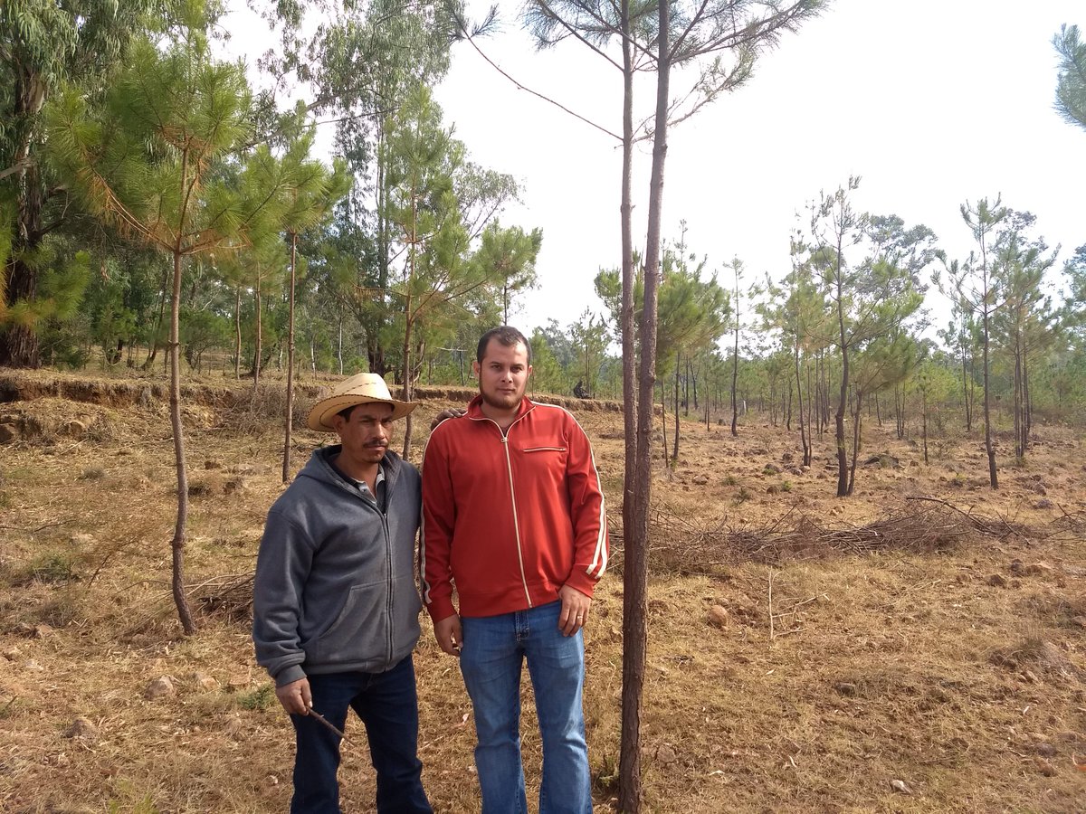 NextSuccession's tweet photo. How reforestation benefits local communities in Michoacán, Mexico, both economically and ecologically:

Article:
https://t.co/FS7FXoIaPd

#reforestation #Michoacán #Mexico 
@CONAFOR @bosquevillage https://t.co/v9EIpDyhO7