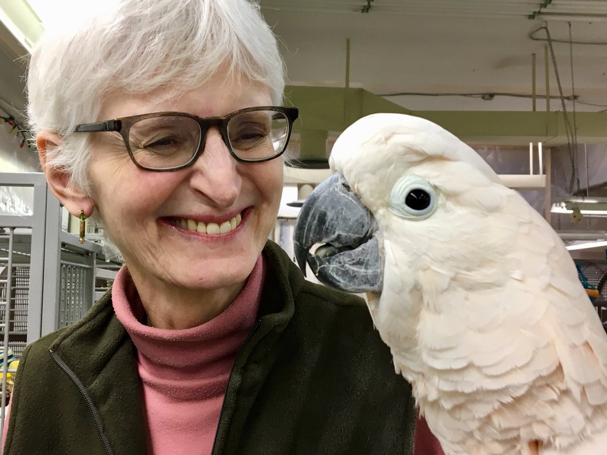 Greyhaven Exotic Bird Sanctuary in Vancouver is losing its lease &amp; needs 3,000 sq ft space for 95 rescued parrots end of February <a href="/GlobalBC/">Global BC</a>