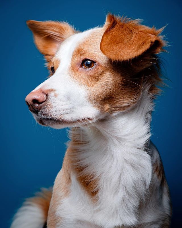 brosapinto's tweet photo. Keeping @bigopinto still for this portrait wasn’t easy, but it was worth it. [2/52]

This one will probably be part of my next @saaldigital_pt album.

#dogwood52 #dogwood2018 #dogwoodweek2 
#portrait #dog #puppy #cute #lookingserious #dogportrait #complementary #weeklypeek #… https://t.co/YzAmk8rUAo