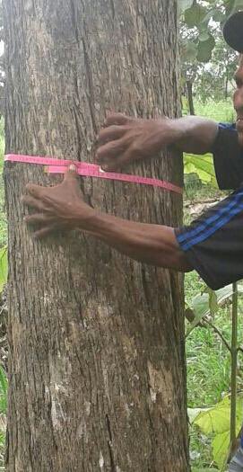 TerrenosPMA's tweet photo. VENTA DE FINCAS CON TECA más info whatsapp 67817815 https://t.co/TydAmjdVCA
