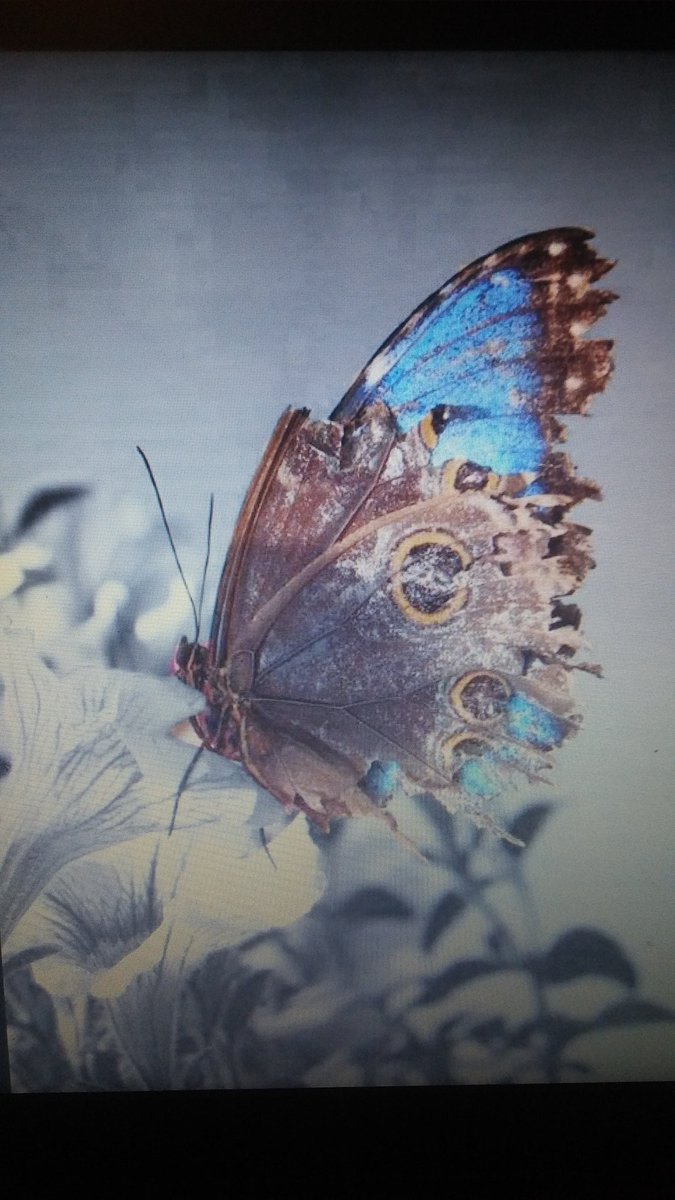 AmandaMBrown3's tweet photo. My Butterfly #wildlifephotography #mycreation #godscreation # beautifulbutterfly https://t.co/1TcmoPZMRG