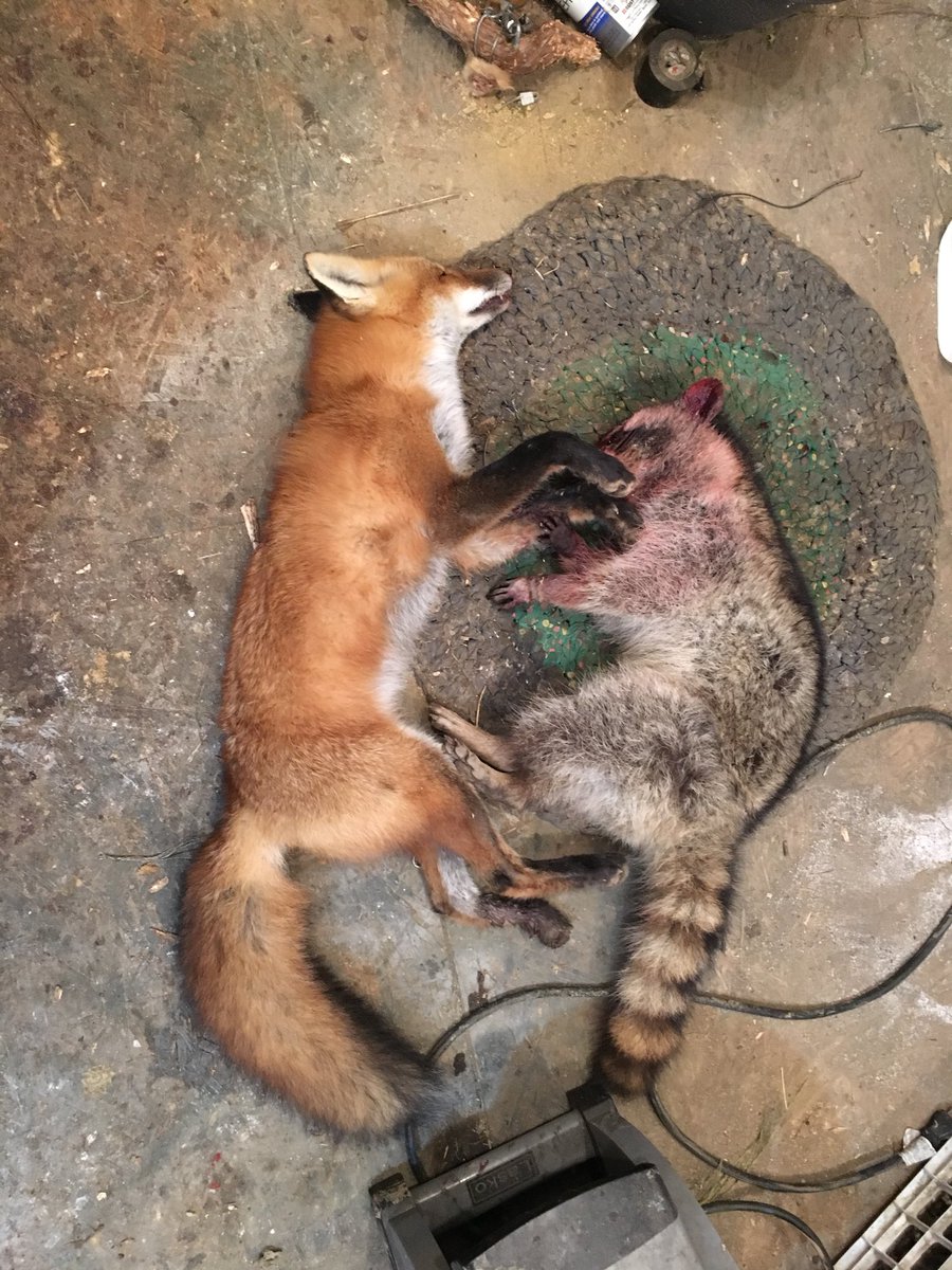 TrapperKentucky's tweet photo. Another great day on the line.   #trapping #foxtrapping #coontrapping https://t.co/jmI1czCLIN