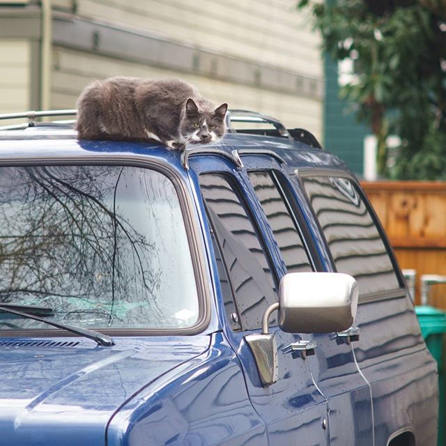 catmapper's tweet image. Rainy days bring out the tough looking cats #catmapper ift.tt/2FvTlaL