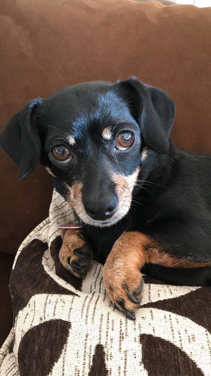 tmgnorthwest's tweet photo. Have you posted your picture of your cute pet? Just post it to your feed on Instagram or Facebook with #TMGPets in the description! Do it by the 15th to be entered to win a $25 Amazon gift card! 
.
#contest #pets #TMGLife #TMGFamily #free #win https://t.co/06m4k6kCu0