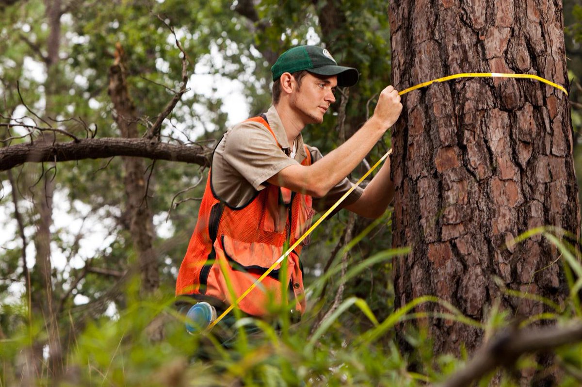 TXForestService's tweet photo. The Forest Inventory & Analysis Program has measured over 135 different tree species in Texas! #TexasFIA https://t.co/pb8e6yphPx