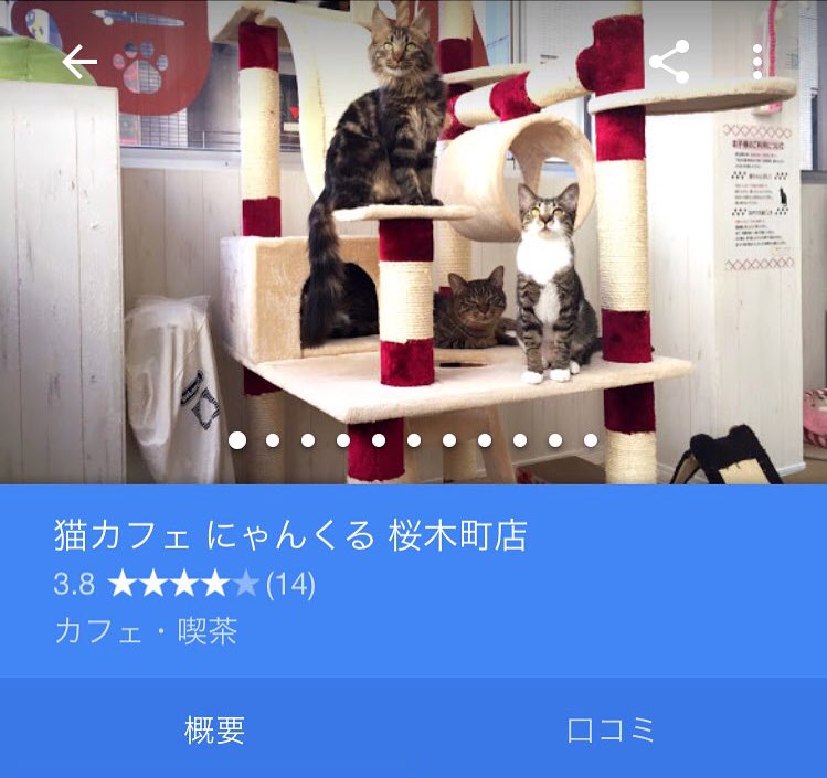 猫カフェデート