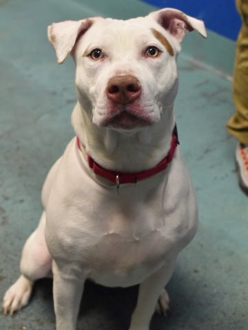 gaviota330's tweet photo. KOOLIE
https://t.co/4KmX1ALVcv
#NYC ACC KILL LIST
1 Y OLD
STILL A PUP!
LOVED TO PLAY W/FAM KIDS
FRIENDLY
TERRIFIED IN KILL SHELTER
DUMPED BECAUSE LANDLORD DOES NOT ALLOW
#RESCUE ME!
RESCUES NEED #ADOPTER OR #FOSTER 2 PULL
#FOSTERING IS FREE AND TEMPORARY
HELPDOGS@URGENTPODR.ORG https://t.co/5LERpzt1ss
