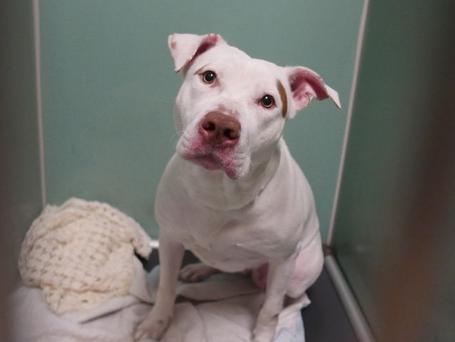 gaviota330's tweet photo. KOOLIE
https://t.co/4KmX1ALVcv
#NYC ACC KILL LIST
1 Y OLD
STILL A PUP!
LOVED TO PLAY W/FAM KIDS
FRIENDLY
TERRIFIED IN KILL SHELTER
DUMPED BECAUSE LANDLORD DOES NOT ALLOW
#RESCUE ME!
RESCUES NEED #ADOPTER OR #FOSTER 2 PULL
#FOSTERING IS FREE AND TEMPORARY
HELPDOGS@URGENTPODR.ORG https://t.co/5LERpzt1ss