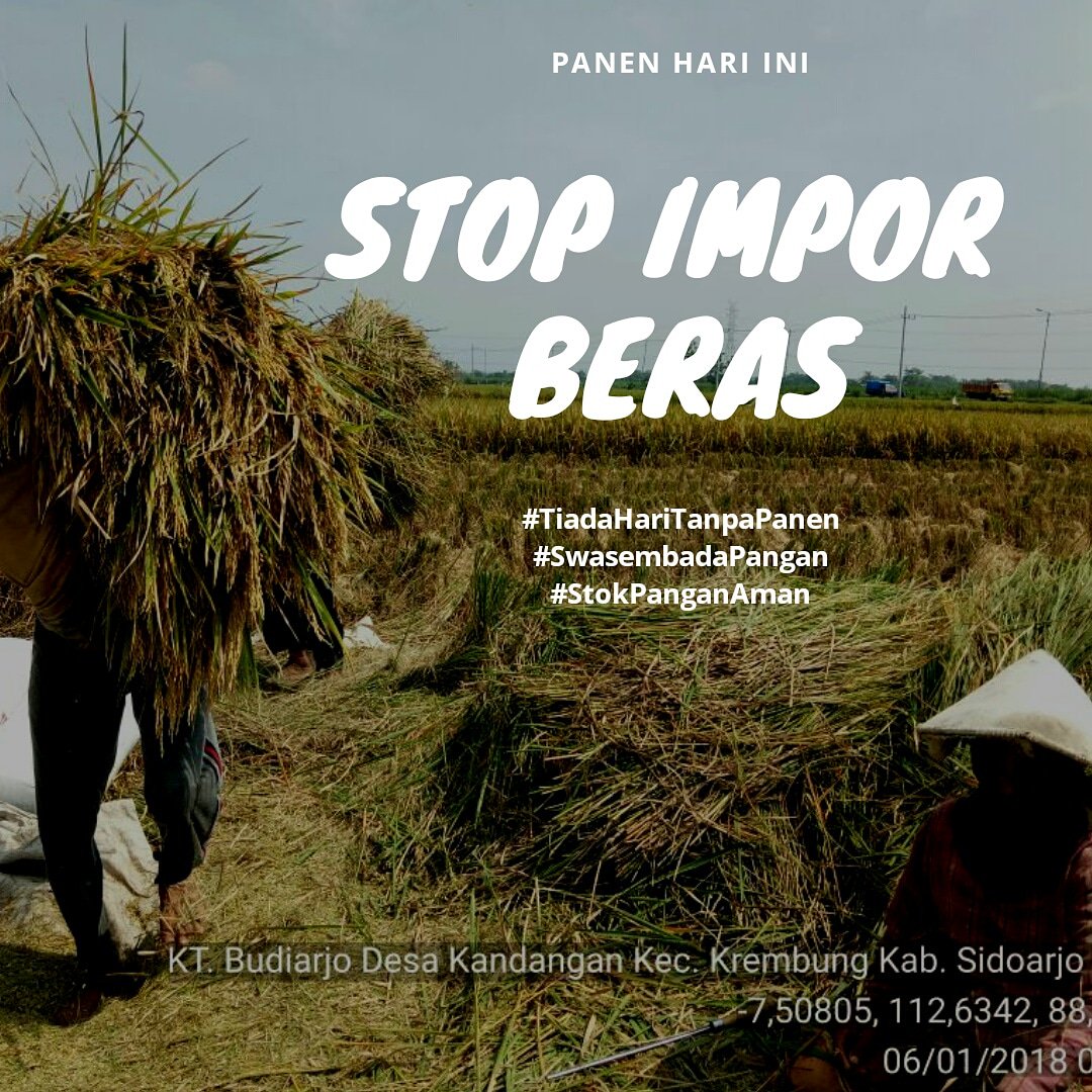 safta_wijaya's tweet photo. Seharusnya @PerumBULOG @Kemendag tidak menutup mata,, #PanenPanenPanen didepan mata tidak diserap malah lebih suka import, dgn alasan beras khusus ,,,#RakyatMenolakImpor https://t.co/PycslKGVnB