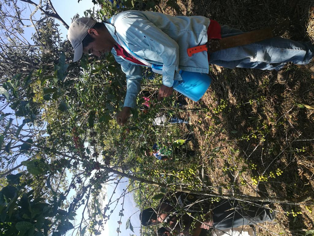 ROSACER14329571's tweet photo. Proceso de Evaluación en base al EC0272 Cosecha de Café realizado en San Juan Coatzospam, Oaxca @Mely_Romero @LeticiaInca @PerlaIbaez2 @linosma @incarural https://t.co/dAlrsxBSjb
