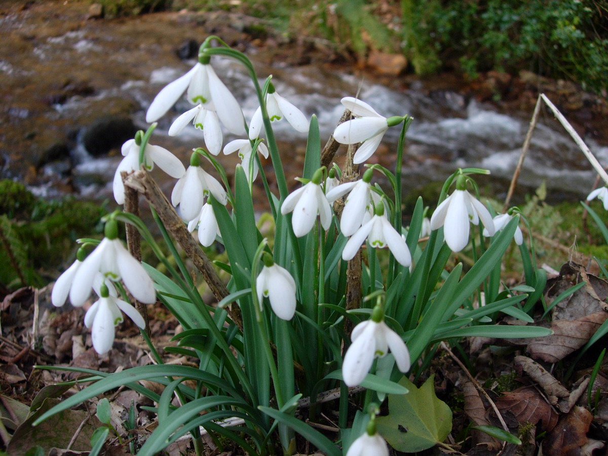 secretsomerset's tweet image. Exmoor’s Snowdrop Valley at Wheddon Cross has a stunning display of snowdrops. Now open to the public it has walks for all abilities! Another nature reserve carpeted in snowdrops is Otterhead Lakes, Taunton  @visitsomerset @visitexmoor #2in1#secretsomerset ow.ly/6kH830hHpYE