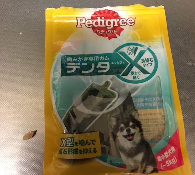 歯磨きガムで歯石がポロッと取れた どんなガムを食べさせているのか調べてみました ワンラヴライフ