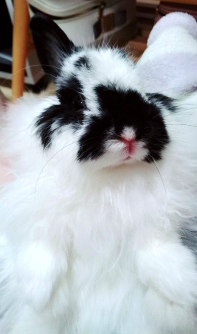 うさ嬢のふわふわ感に悶絶するがよい 