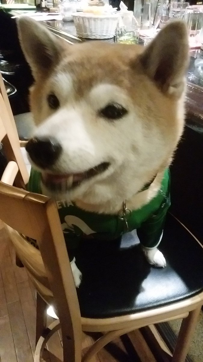 柴犬会長たまの 戌年蠍座の女 東京vサポ V Twitter 開幕戦 ジェフさんじゃないでちゅか たまの的には秋田犬 のジェフィ君やユニティちゃんと日本犬ダービーで興奮しちゃうワン 戌年年女柴犬会長たまの 東京ヴェルディサポ歴12年目
