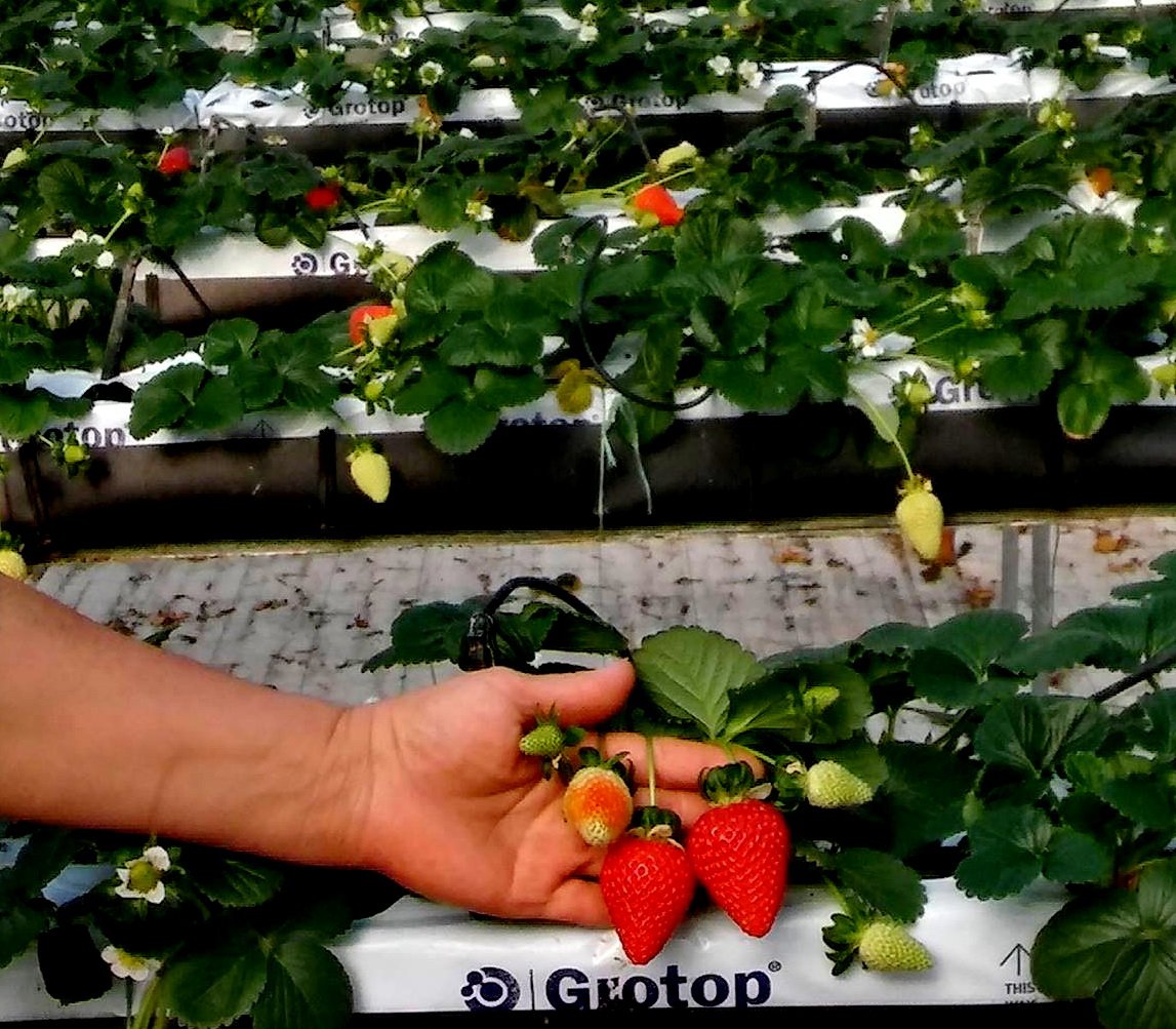 Chania, Crete  - <a href="/Grodan/">Grodan</a> <a href="/HydroponicsGr/">Hydroponics.gr</a> Strawberry RepoRt 2018 - The crop is developing well and is in its second flush of fruits. Most important - Grower's price 5 EURO / Kg!!! @ROCKWOOLInt @iqcrops <a href="/E_Drimtzias/">Evagelos Drimtzias</a> <a href="/TolgaYakupCosku/">Yakup Tolga Coskun</a> <a href="/MyUltraLife/">Christos D. Katsanos - Chevalier de l'Imaginaire</a>