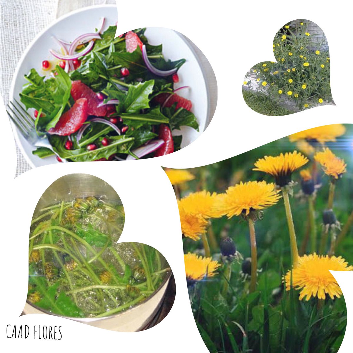 CaadFlores's tweet photo. #SabiasQue?
El diente de león no es solo una hierba en tu #jardín, es una #planta comestible y medicinal que tiene múltiples beneficios como: 
https://t.co/eQRm84z1kZ https://t.co/Hopk1D2Lq3