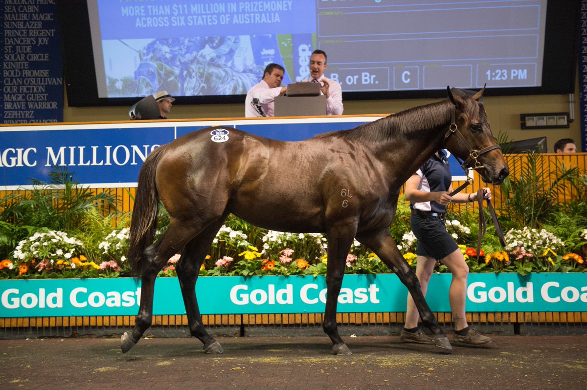 mmsnippets's tweet photo. Another million dollar baby!
The first foal of G1 winner #CommandingJewel by #IAmInvincible sells for $1,450,000 at the #GoldCoastYearlingSale.
Presented by @VineryStud, as agent for breeder Greg Perry, the colt was purchased by Damion Flower's @jadeskye_racing & @BWiddupRacing! https://t.co/EK7PImgwUB